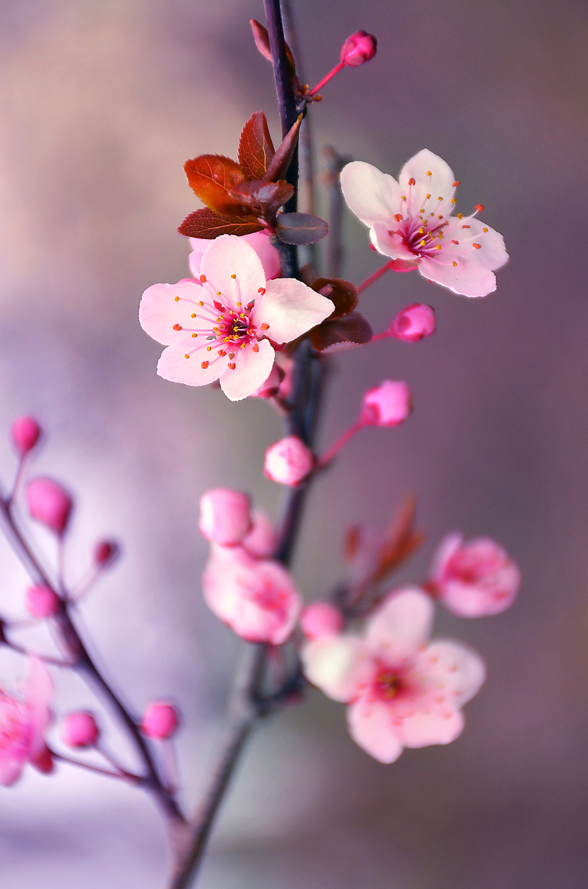 Piero Ferruccio Ricono Verna